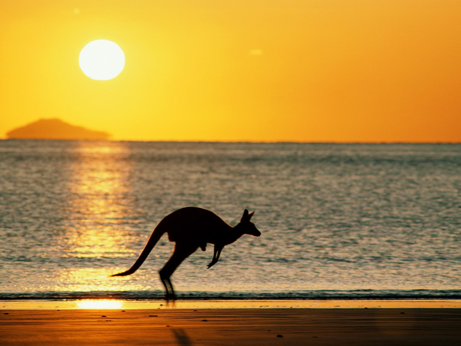 kangaroo-australia